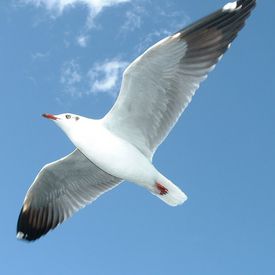 PLA SZM